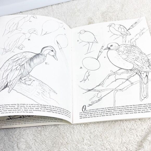 How To Draw Nature Still Life Lettering Walter T Foster Art Book #2 New Edition - Picture 5 of 9